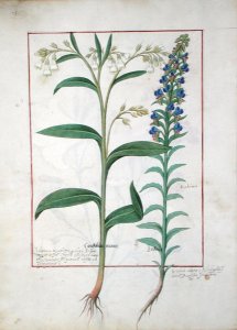 Illustration from the Book of Simple Medicines by Mattheaus Platearius d.c.1161 c.1470 26