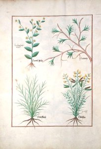 Ferns and Shrubs, Illustration from the Book of Simple Medicines by Mattheaus Platearius d.c.1161 c.1470