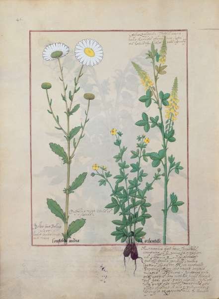 Illustration from The Book of Simple Medicines by Mattheaus Platearius d.c.1161 c.1470 57